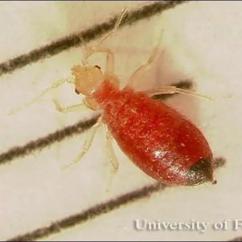 thumbnail for publication: Bed Bug, Cimex lectularius Linneaus (Insecta: Hemiptera: Cimicidae)
